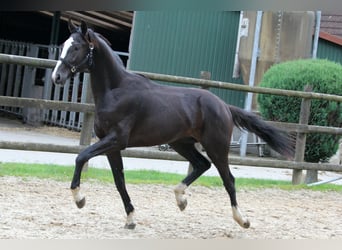 Hanovrien, Étalon, 2 Ans, 170 cm, Noir