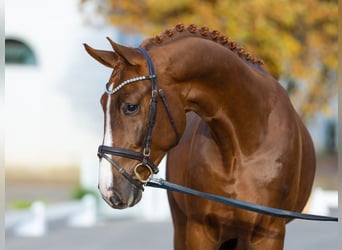Hanovrien, Étalon, 2 Ans, 171 cm, Alezan brûlé