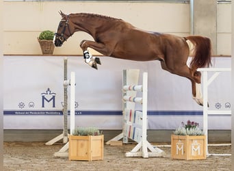 Hanovrien, Étalon, 2 Ans, 171 cm, Alezan brûlé