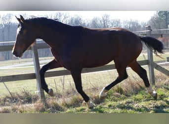 Hanovrien, Étalon, 2 Ans, 172 cm, Bai brun