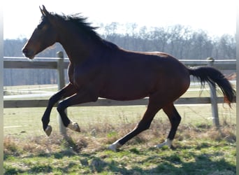 Hanovrien, Étalon, 2 Ans, 172 cm, Bai brun