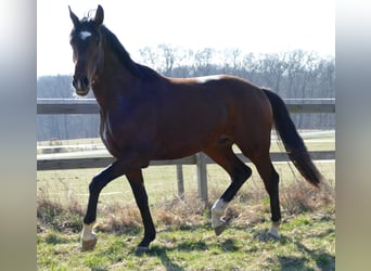 Hanovrien, Étalon, 2 Ans, 172 cm, Bai brun