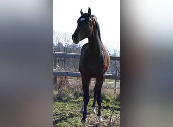 Hanovrien, Étalon, 2 Ans, 172 cm, Bai brun