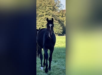 Hanovrien, Étalon, 2 Ans, 172 cm, Bai brun foncé