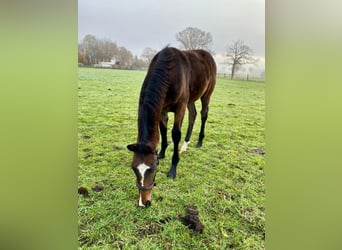 Hanovrien, Étalon, 2 Ans, 172 cm, Bai brun foncé