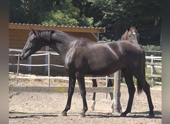 Hanovrien, Étalon, 2 Ans, 172 cm, Noir