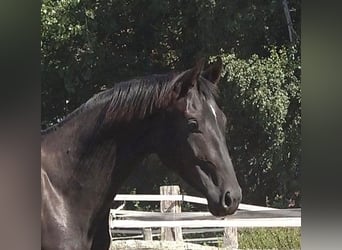 Hanovrien, Étalon, 2 Ans, 172 cm, Noir