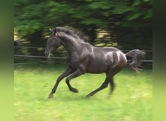 Hanovrien, Étalon, 2 Ans, 172 cm, Noir