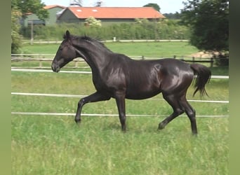 Hanovrien, Étalon, 2 Ans, 172 cm, Noir