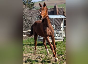Hanovrien, Étalon, 2 Ans, 173 cm, Alezan brûlé