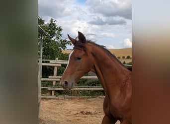 Hanovrien, Étalon, 2 Ans, 173 cm, Alezan brûlé