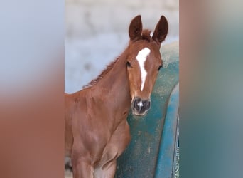 Hanovrien, Étalon, 2 Ans, 173 cm, Alezan brûlé