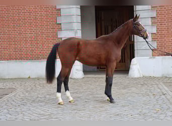 Hanovrien, Étalon, 2 Ans, 177 cm, Bai