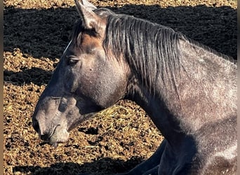 Hanovrien, Étalon, 2 Ans, 178 cm, Gris noir