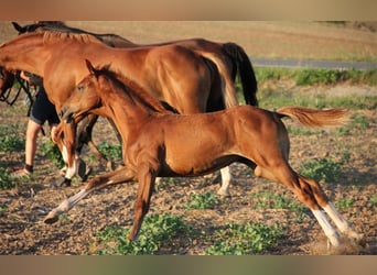 Hanovrien, Étalon, 2 Ans, Alezan