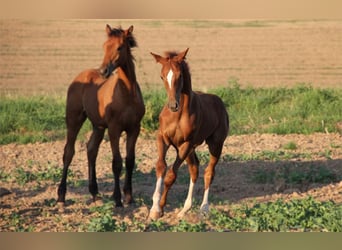 Hanovrien, Étalon, 2 Ans, Alezan