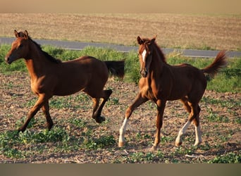 Hanovrien, Étalon, 2 Ans, Alezan