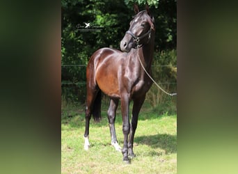 Hanovrien, Étalon, 2 Ans, Bai brun foncé