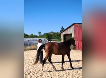Hanovrien, Étalon, 2 Ans, Bai
