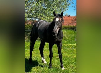 Hanovrien, Étalon, 2 Ans, Gris