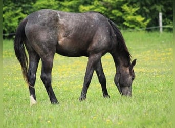 Hanovrien, Étalon, 2 Ans, Gris