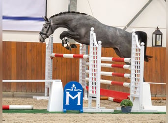 Hanovrien, Étalon, 2 Ans, Gris