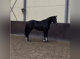 Hanovrien, Étalon, 3 Ans, 156 cm, Bai
