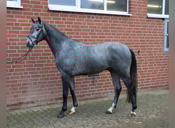 Hanovrien, Étalon, 3 Ans, 157 cm, Gris
