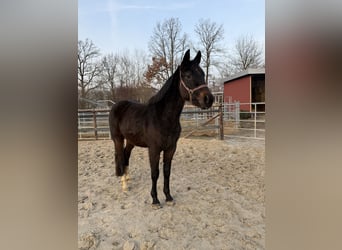 Hanovrien, Étalon, 3 Ans, 158 cm, Bai brun