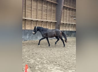 Hanovrien, Étalon, 3 Ans, 158 cm, Bai brun foncé
