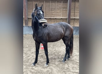 Hanovrien, Étalon, 3 Ans, 158 cm, Bai brun foncé