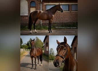 Hanovrien, Étalon, 3 Ans, 163 cm, Bai cerise