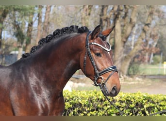 Hanovrien, Étalon, 3 Ans, 163 cm, Bai