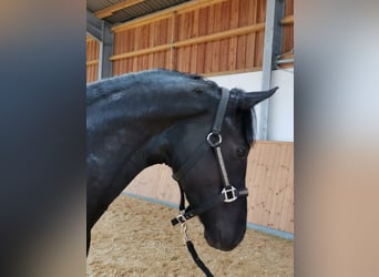 Hanovrien, Étalon, 3 Ans, 164 cm, Noir