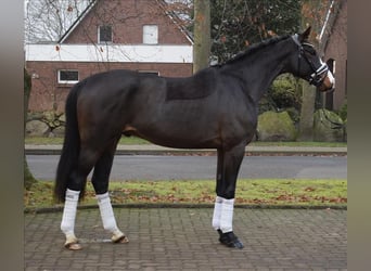 Hanovrien, Étalon, 3 Ans, 166 cm, Bai brun foncé