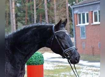 Hanovrien, Étalon, 3 Ans, 166 cm, Noir