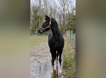 Hanovrien, Étalon, 3 Ans, 168 cm, Bai brun