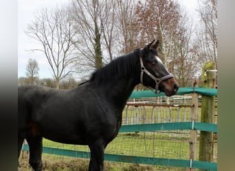 Hanovrien, Étalon, 3 Ans, 168 cm, Bai brun