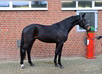 Hanovrien, Étalon, 3 Ans, 169 cm, Bai brun