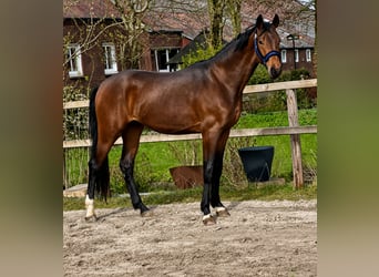 Hanovrien, Étalon, 3 Ans, 169 cm, Bai