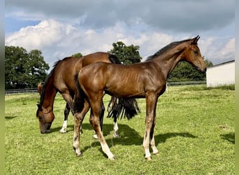 Hanovrien, Étalon, 3 Ans, 169 cm, Bai