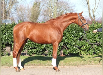 Hanovrien, Étalon, 3 Ans, 170 cm, Alezan