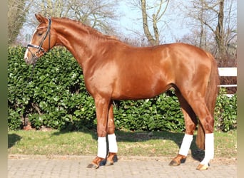 Hanovrien, Étalon, 3 Ans, 170 cm, Alezan