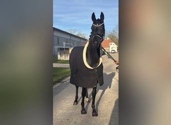 Hanovrien, Étalon, 3 Ans, 170 cm, Bai brun foncé