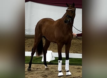 Hanovrien, Étalon, 3 Ans, 170 cm, Bai