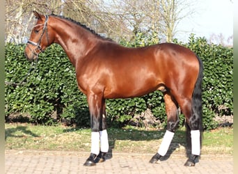 Hanovrien, Étalon, 3 Ans, 170 cm, Bai