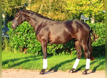 Hanovrien, Étalon, 3 Ans, 170 cm, Noir