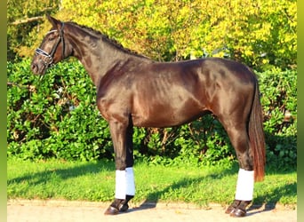 Hanovrien, Étalon, 3 Ans, 170 cm, Noir