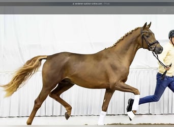 Hanovrien, Étalon, 3 Ans, 171 cm, Alezan brûlé