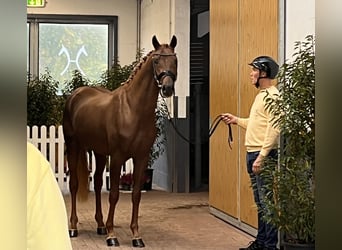 Hanovrien, Étalon, 3 Ans, 171 cm, Alezan brûlé